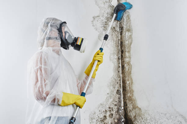 Best Mold Remediation for Specific Building Types in Abingdon, IL