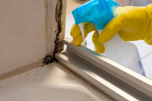 Trusted Abingdon, IL Mold Remediation Experts