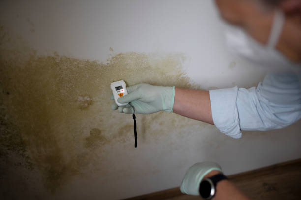 Best Emergency Mold Remediation in Abingdon, IL