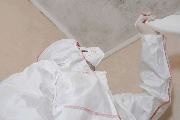 Best Residential Mold Remediation in Abingdon, IL