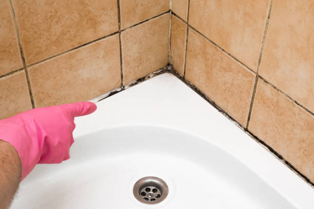 Best Kitchen Mold Remediation in Abingdon, IL